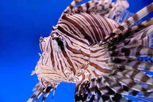 Image of aquarium fish in blue water