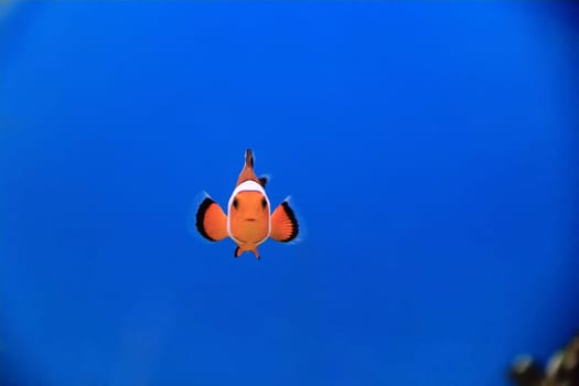 Image of clown fish in aquarium water