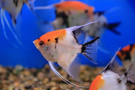 Image of aquarium fish in blue water