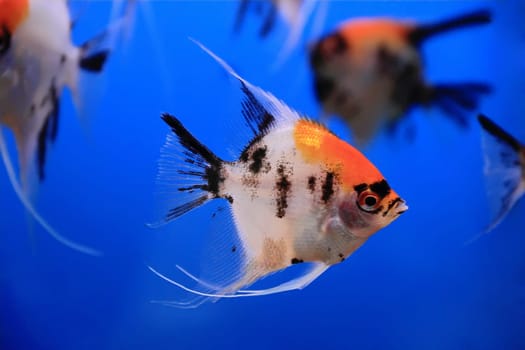 Image of aquarium fish in blue water
