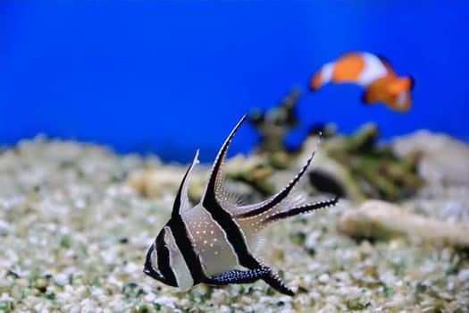 Image of aquarium fish in blue water