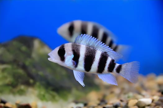 Image of aquarium fish in blue water