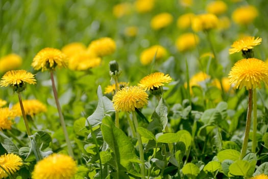 Summer image of yellow dandelions on green background