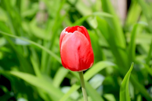 Image of one single red tulip on green background