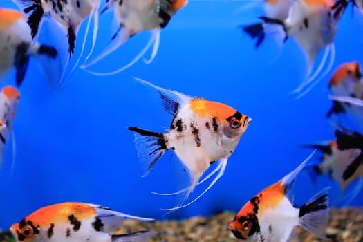 Image of aquarium fish in blue water