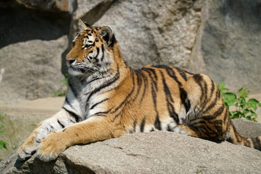 a tiger lies relaxed on a rock