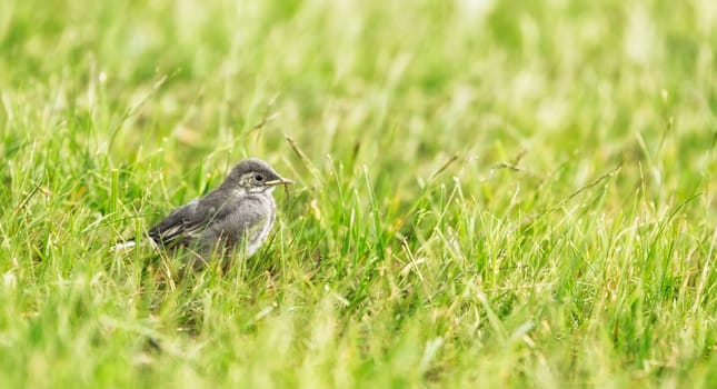 White wagtail Chick in grass.
