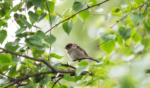 House Sparrow in Birch Tree.