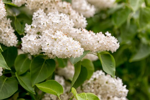 Syringa vulgaris Close Up with green leaves.