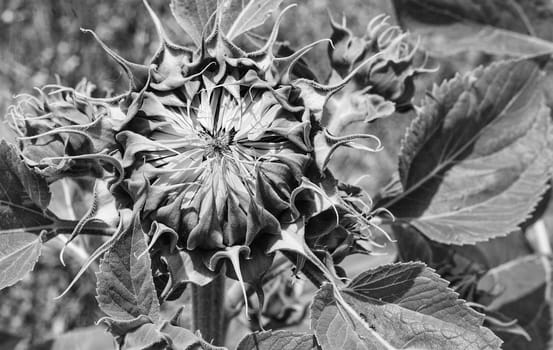 Sunflower just about to open or emerge, Vegas Altas del Guadiana, Extremadura, Spain. Black and white