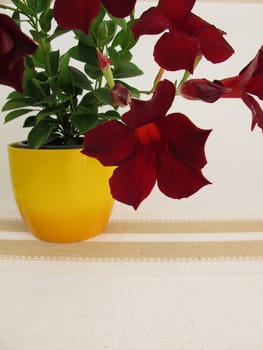 Flowering Dipladenia room flanks and balcony plant