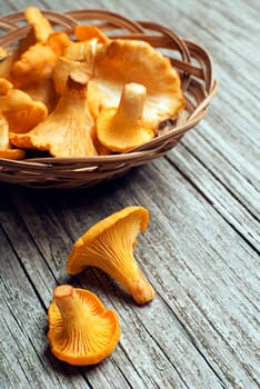 Fresh chanterelle mushrooms on a rustic table close up.