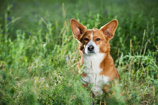 Small dog (Welsh Corgi) lying in the grass looking into the camera.