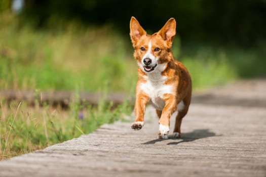 Small dog (Welsh Corgi) running on footbridge towards the camera.