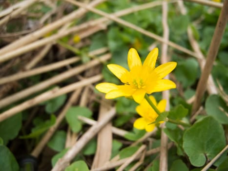 Close-up of a single jackwort flower Ficaria verna) against reed background