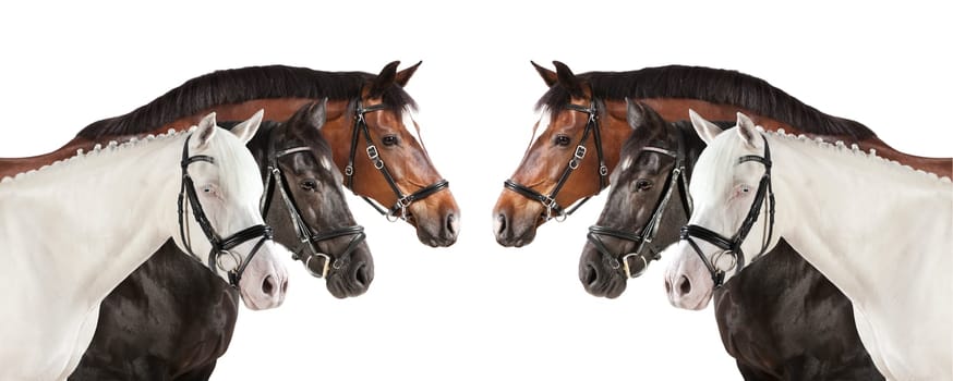 different horses as a collage on a white background