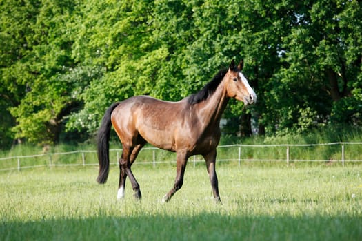 a brown Holstein horse trots on a green pasture in summer