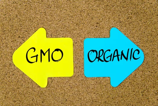 Message GMO versus Organic on yellow and blue paper notes as opposite arrows pinned on cork board with thumbtacks. Choice conceptual image