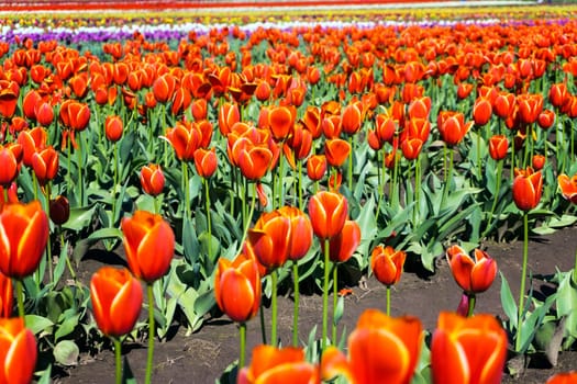 Low angle view of a tulip field in Woodburn, Oregon