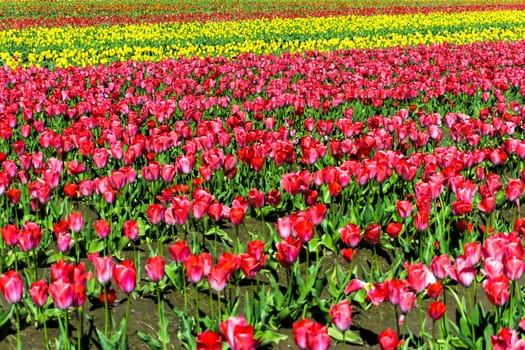 Beautiful field of red and yellow tulips in Woodburn, Oregon