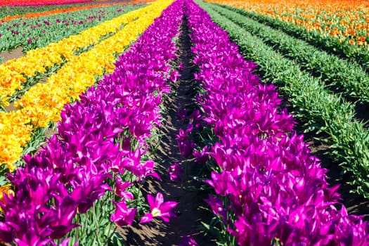 Looking down a row of purple tulips in Woodburn, Oregon