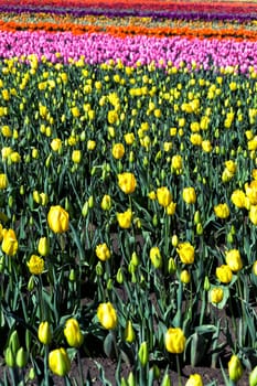 Vertical view of vibrant yellow tulips in Woodburn, Oregon