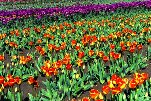 Red and yellow tulips in a field in Woodburn, Oregon