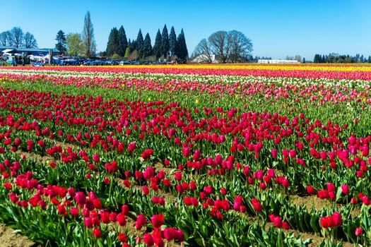 Vibrant colorful tulip field in Woodburn, Oregon