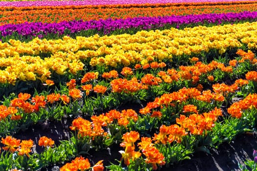 Lush vibrant colorful rows of tulips in Woodburn, Oregon