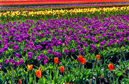View of a beautiful field of brightly colored tulips in Woodburn, Oregon