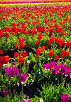 Vertical view of a row of red tulips