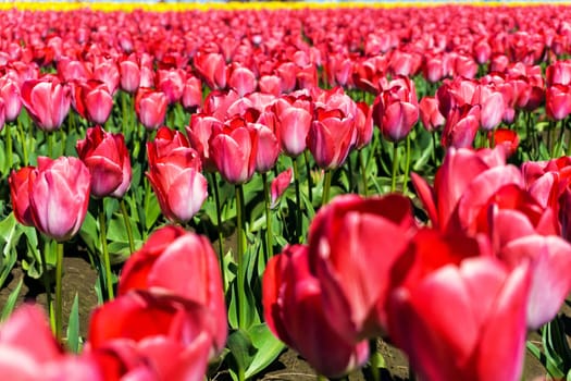 Closeup view of red tulips in a field in Woodburn, Oregon
