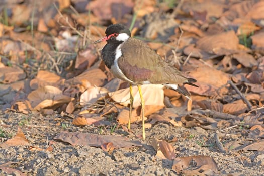 Red-wattled Lapwing in the Wilds of Kanha National Park in India