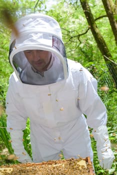 beekeeper