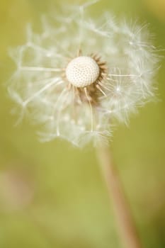 Pusteblume - Dandelion - Taraxacum in a macro shot