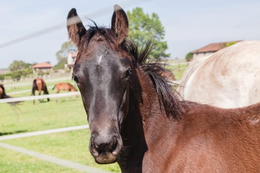 Horse mare and foals colt on stud farm  field.