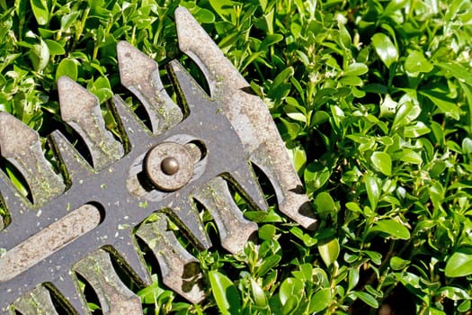 Electric garden scissors - close-up of a saw blade