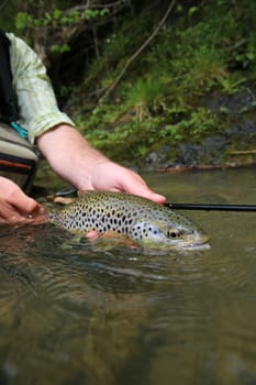 Closeup of brown trout caught by fisherman