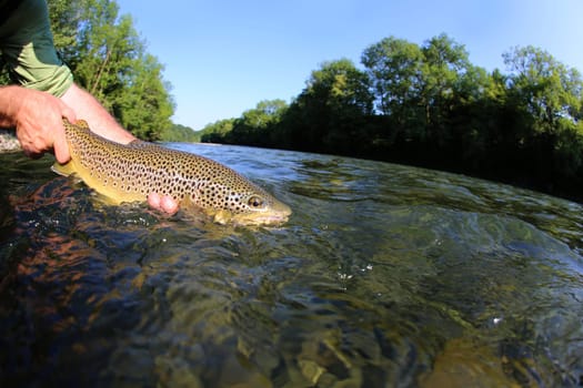 Fisherman releasing trout in river