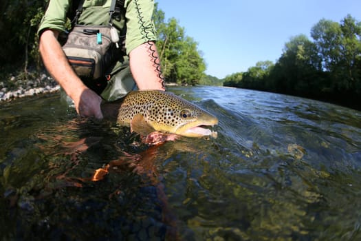 Closeup of fly-fisherman holding brown truit in river