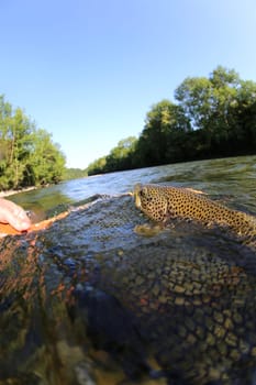 Brown trout being taken out of water with fishing net