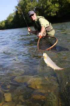 Fly-fisherman catching brown trout in river