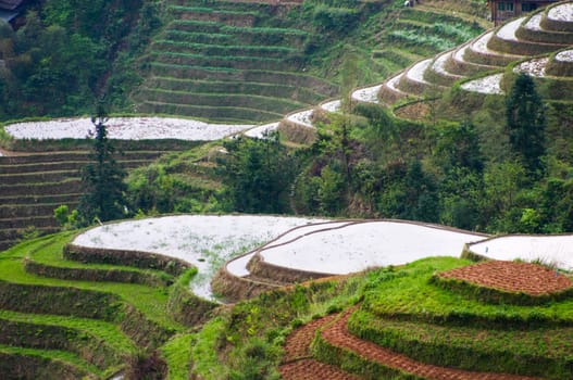 The Longji Rice Terraces located next to the village of Ping'an in China