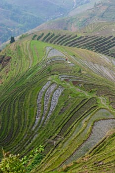 The Longji Rice Terraces located next to the village of Ping'an in China
