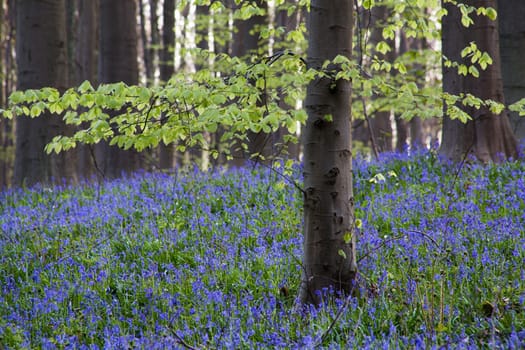 The bluebells flowers during springtime in Hallerbos, Halle, Belgium