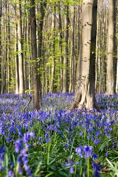 The bluebells flowers during springtime in Hallerbos, Halle, Belgium