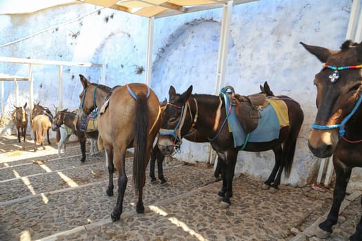 Donkeys at the Greece Santorini island are used to transport tourists in summer time