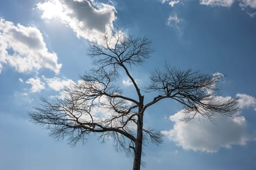 Lonely dead tree. Nature Art. against the blue sky with clouds and sun