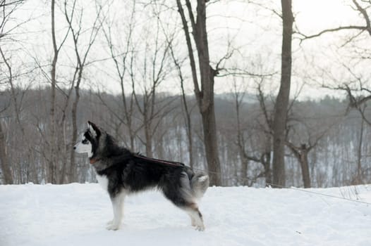 Husky on a leash, in the winter in the snow in the forest