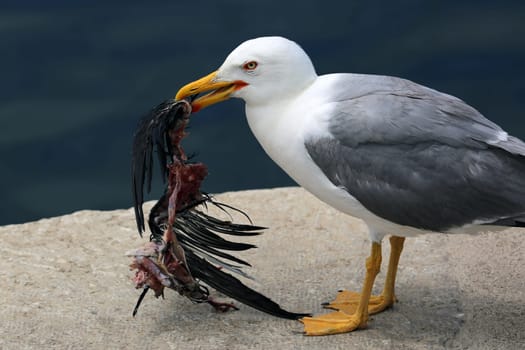 Closeup of a Seagull Holding a Dead Raven in its Beak